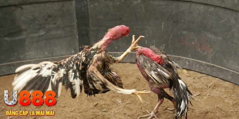 Kinh nghiệm chơi Đá Gà SV388 KUBET thắng lớn