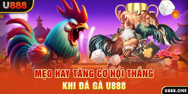 Mẹo hay tăng cơ hội thắng khi Đá Gà KUBET