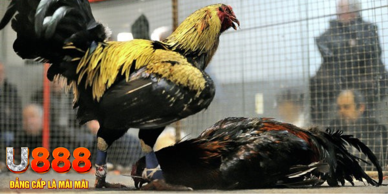 Những hình thức Đá Gà SV388 KUBET hấp dẫn