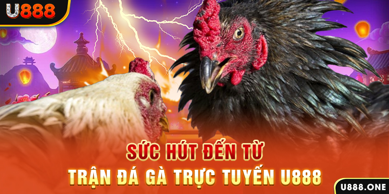 Sức hút đến từ trận đá gà trực tuyến KUBET