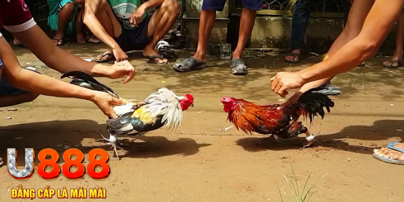 Tìm hiểu về sảnh Đá Gà Sv388 KUBET